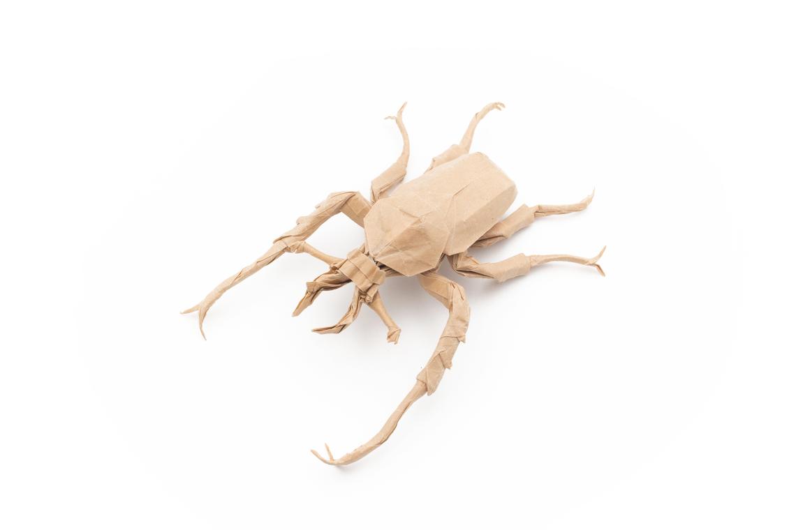 Dicronocephalus wallichii