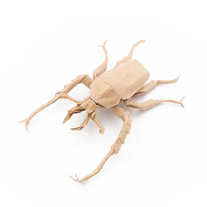 Dicronocephalus wallichii