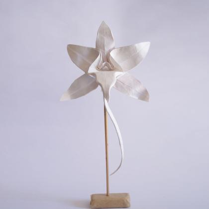 Darwin's orchid_Cekouat León