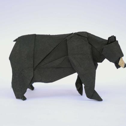 Oso negro_Cekouat León