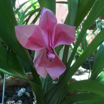 Phalaenopsis molendinis