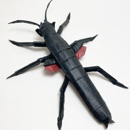 Black Beauty Stick Insect