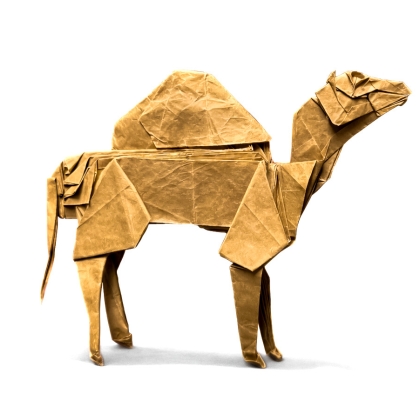 Dromedary Camel