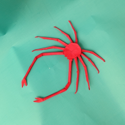 Japanese Spider Crab