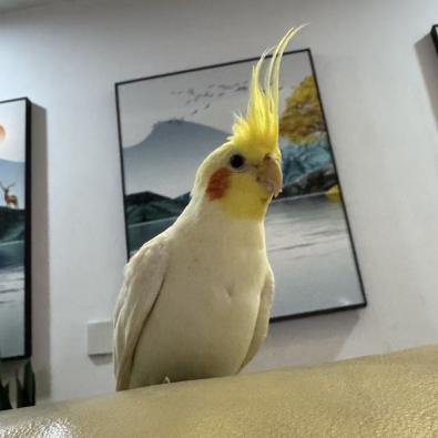 Profile picture for user Zixuan Gao