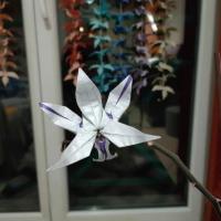 Romain Pauchet orchid variation